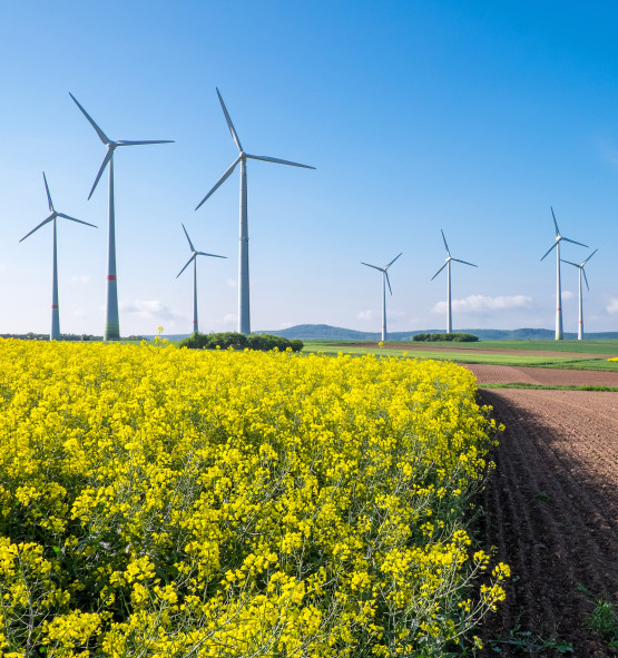 Ökostrom und nachhaltige Landwirtschaft – Windenergie trifft Rapsblüte
