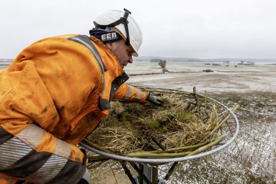 Ein Mitarbeiter erneuert den Nistuntergrund in luftiger Höhe.