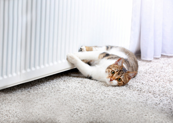 Katze wärmt sich an Heizung