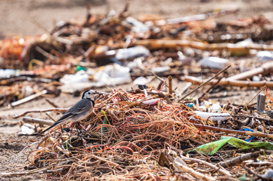 Ein kleiner Vogel steht zwischen Plastikmüll, Holzresten und Abfällen an einem verschmutzten Strand.