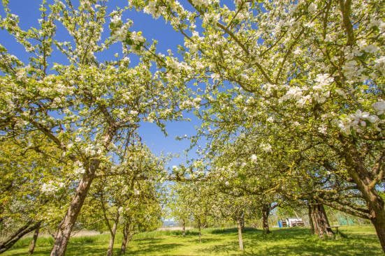 Streuobstwiesen sind wichtige Biotope Streuobstwiese