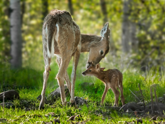 Wildtierhilfe MV Wildtierhilfe MV