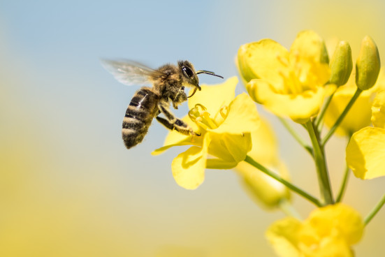 Unterstützen Sie gemeinsam mit der WEMAG Crowd das Projekt "Biosphähre blüht" Unterstützen Sie gemeinsam mit der WEMAG Crowd das Projekt "Biosphähre blüht"