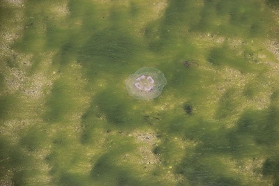 Biogas aus Algen Grüne Algen im Meer
