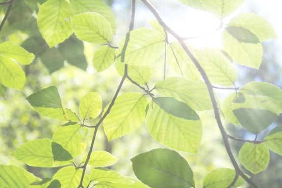 Wir unterstützen viele Waldschutzprojekte Blätter im Wald