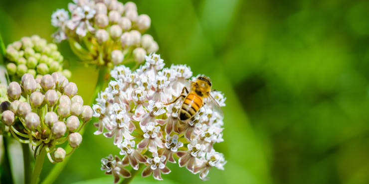 Biene auf Blume