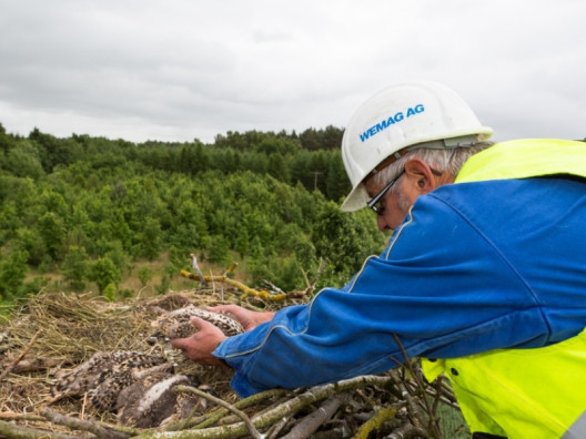 Vogelschutzeinsatz der WEMAG