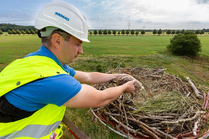 Der Fischadler wird ins Nest zurückgesetzt.