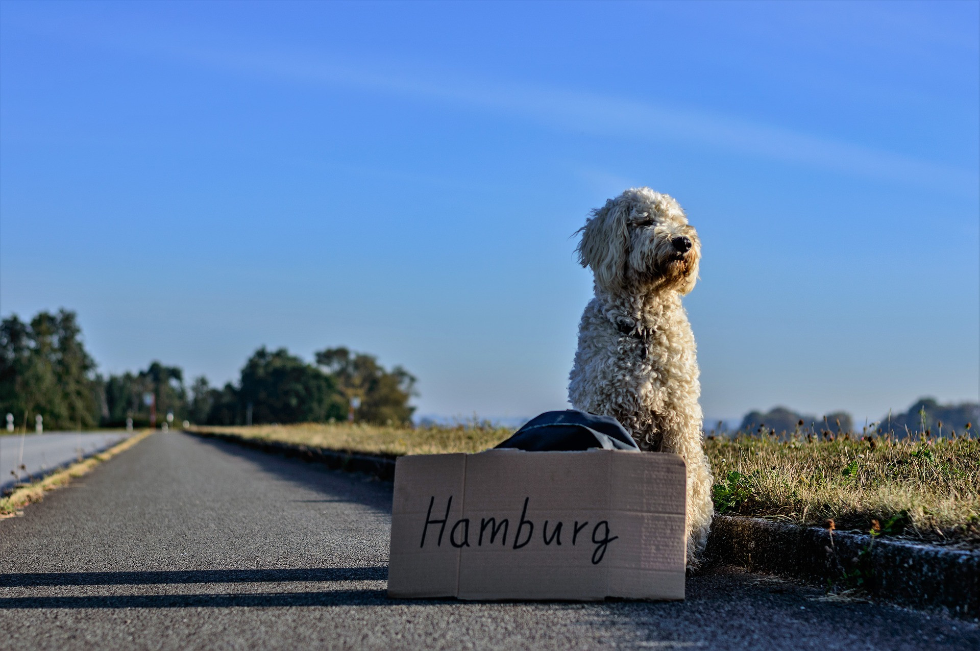 Energie sparen unterwegs -Fahrgemeinschaften - Hund trampt nach Berlin Energie sparen unterwegs -Fahrgemeinschaften - Hund trampt nach Berlin