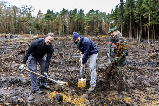 Drei Personen im Wald bei Aufforstungsarbeiten mit Schaufeln und Pflanzen im Boden.